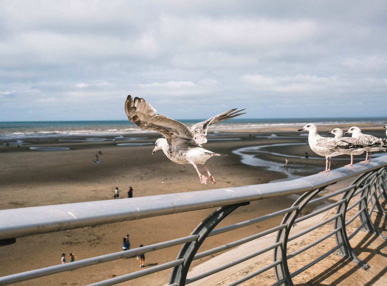 Hoe verwijdert u vogelpoep van uw tuinmeubilair?